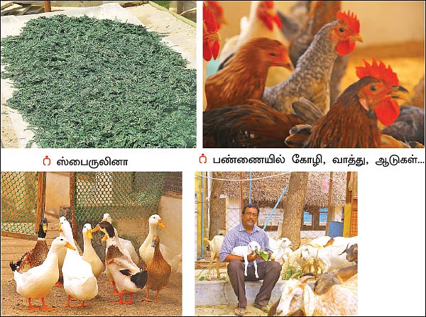 ஆடு, கோழி, சுருள்பாசி... இலங்கை தமிழர்களின் ஒருங்கிணைந்த பண்ணை!