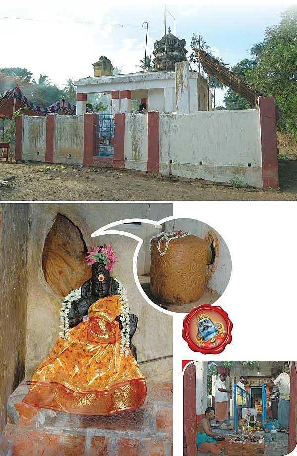 மகத்தான வரங்கள் தரும் மாமரம்!