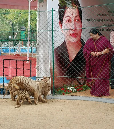 புலிக்குட்டிகளுக்கு பெயர் சூட்டினார் ஜெயலலிதா (படங்கள்)