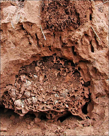 நத்தையின் பாதை - 2 - இந்த மாபெரும் சிதல்புற்று - ஜெயமோகன்