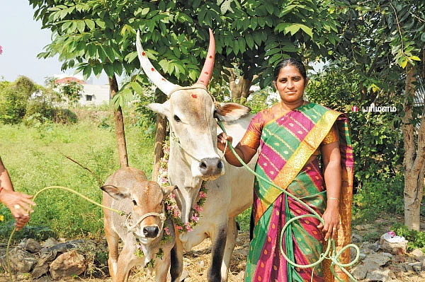 "பசுமாட்டு வருமானத்தில் பந்தாவா கல்யாணத்தை நடத்தினோம்!"