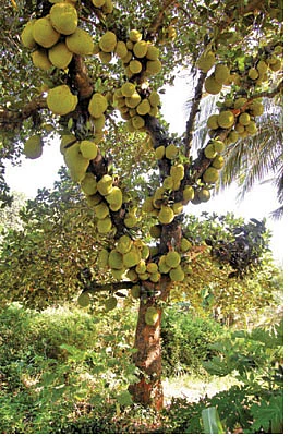 பலா சந்தைக்குப் போவோமா?