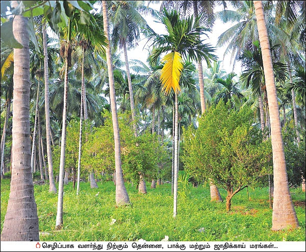10 ஏக்கர் ரூ10 லட்சம் லாபம் தென்னை, பாக்கு, ஜாதிக்காய்...