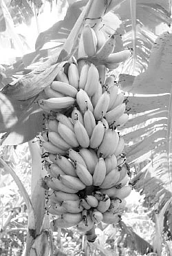 பூஜைக்கு ஏற்ற பூவன்...