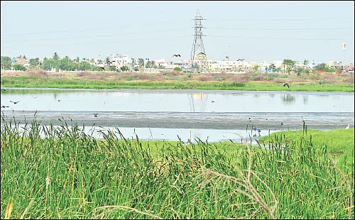 மரம் செய விரும்பு! - 14 - சூழலைச் சமன்செய்யும் சதுப்பு நிலக்காடுகள்!