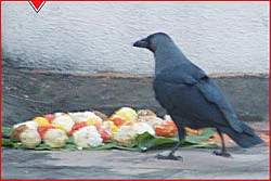 கேள்வி-பதில் : சேஷாத்ரிநாத சாஸ்திரிகள்