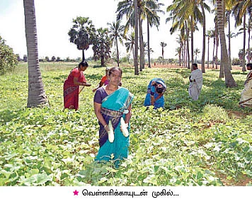 இங்கே... லாபத்தோடு, சந்தோஷமும் அறுவடையாகிறது...