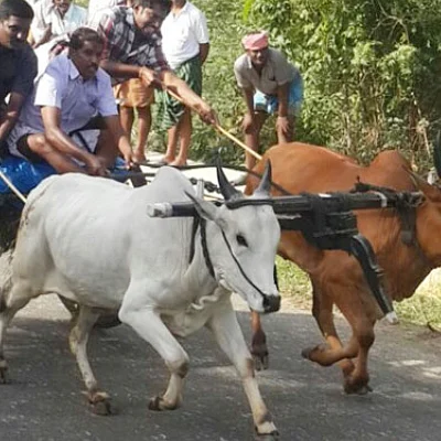 'ரேக்ளா ரேஸ்' கவலையுடன் காத்திருக்கும் காளை பிரியர்கள்!