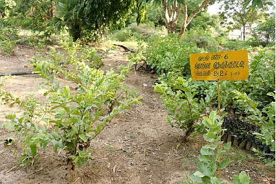 நாற்றுப் பண்ணை : குறைந்த விலை... நிறைந்த தரம்...