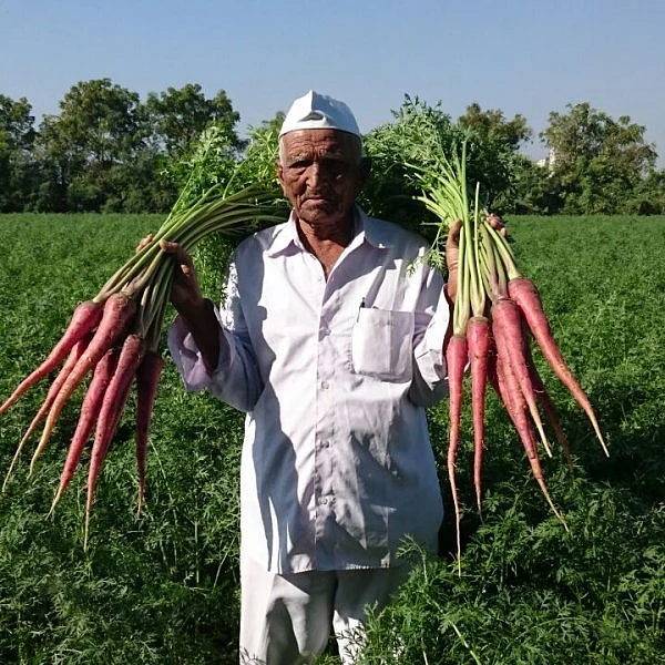 பத்மஸ்ரீ வாங்கித்தந்த `கேரட்'... நெகிழும் விவசாயி வல்லபாய்!