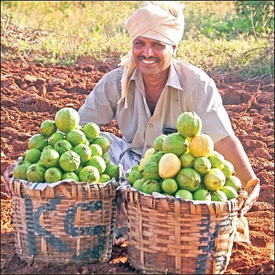 10 ஏக்கர்... ஆண்டுக்கு ரூ 30 லட்சம் வருமானம்! - கொட்டிக் கொடுக்கும் கொய்யா