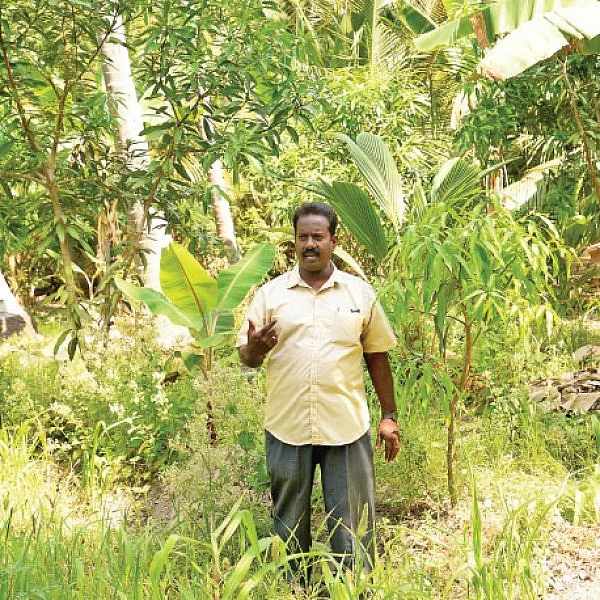 கூட்டு மரச்சாகுபடியில் நிறைவான வருமானம்! - இரண்டரை ஏக்கர்... ஆண்டுக்கு ரூ. 2 லட்சம்...