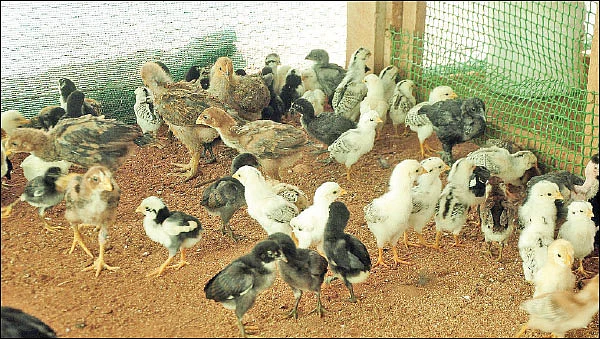 நம்பிக்கை தரும் நாட்டுக்கோழி வளர்ப்பு! - 25 சென்ட் நிலம்... ஆண்டுக்கு ரூ 3 லட்சம்