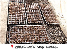 நெல்லிலிருந்து பூவுக்கு...