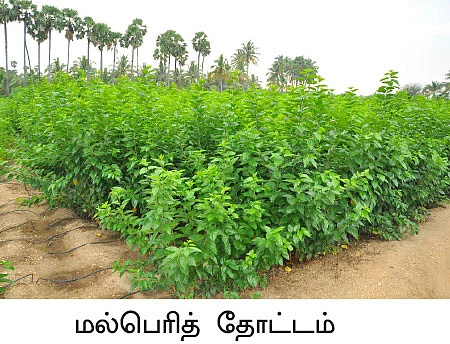 ஆடு, மாடு, கோழி, பட்டுப்புழு...
