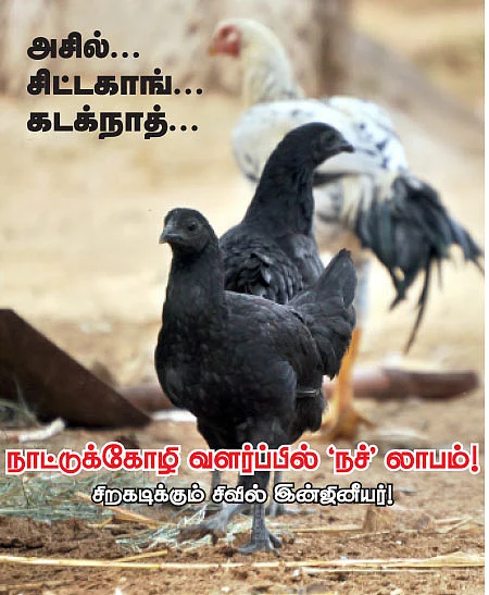 நாட்டுக்கோழி வளர்ப்பில் 'நச்'லாபம்