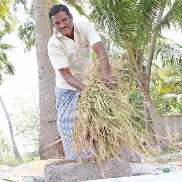 சக்காவோ பாரிட்டன்... - சமவெளியிலும் விளையும் மலைப் பிரதேச நெல்!