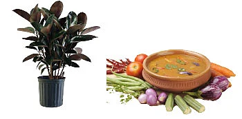 இயற்கையை வணங்குவோம்!
