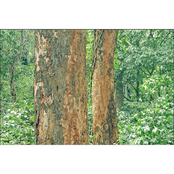 இரும்பு மரம் ‘ஈட்டி’!