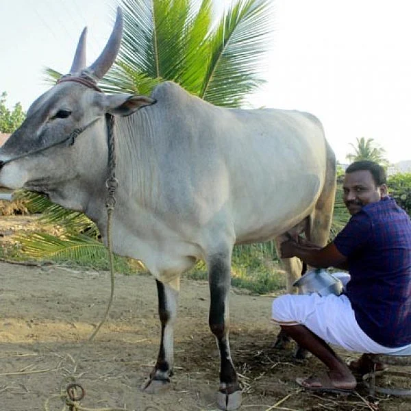 ``வயலை 5 கோடிக்குக் கேட்டாங்க; ஆனாலும் மறுத்துட்டேன்!" - இளைஞரின் இயற்கை விவசாய ஆர்வம்