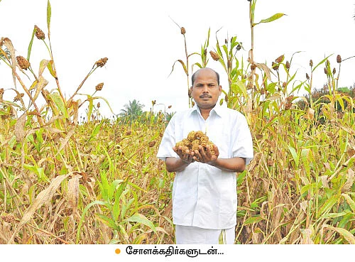 மனிதர்களுக்கு உணவு... மாட்டுக்குத் தீவனம்!