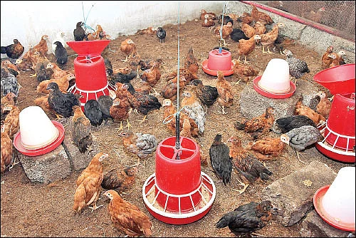 பலவிதப் பயிற்சிகள்... வங்கிக் கடனுதவி... விவசாயிகளுக்கு வழிகாட்டும் ‘மானாவாரி’ கே.வி.கே!