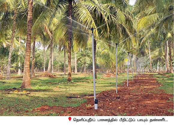 தென்னந்தோப்புக்குள் மேய்ச்சல் நிலம்... தெளிப்புநீர் தந்த தெம்பான வரம்!