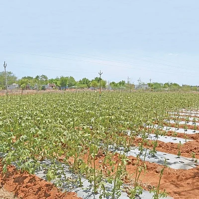 வளமான வருமானம் தரும் வெண்டை