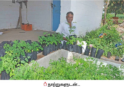 முத்தான வருமானம் கொடுக்கும் முருங்கை!