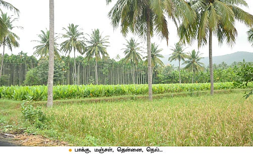 ஆண்டுக்கு ரூ 5 லட்சம்... பாக்கு, தென்னை, மஞ்சள், நெல்...