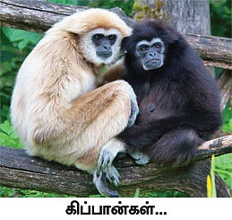 மாயா டீச்சரின் மந்திரக் கம்பளம் !