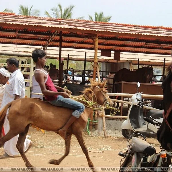 பற்களைப் பார்த்து வயது... சுழியை வைத்து விலை... அந்தியூர் குதிரைச் சந்தை சுவாரஸ்யங்கள்! #VikatanExclusive
