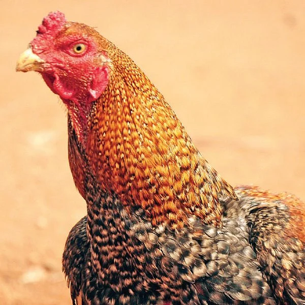 நாட்டுக் கோழிகளுக்கும் நாட்டு மருத்துவம்!