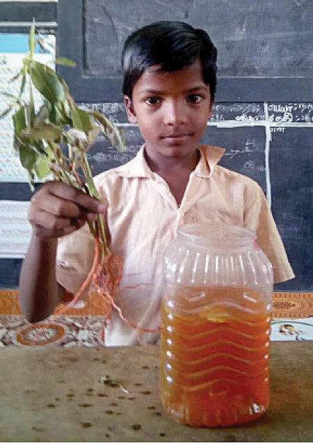 சிவப்பு நிறச் செடி!