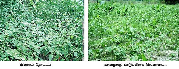 செலவுக்குக் கை கொடுக்கும் சிறப்பான ஊடுபயிர்கள்!