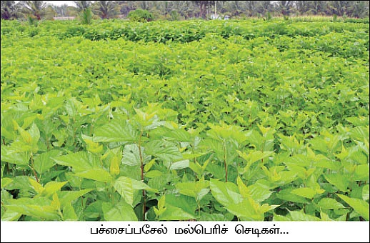 'மல்பெரி பயிரிடுங்கள்... மாத வருமானம் பெற்றிடுங்கள்!’