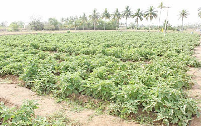 இயற்கையில் இனிக்கும் கத்திரி!