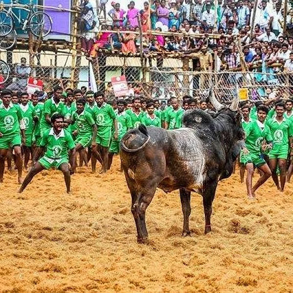 அல்லிநகரம் ஜல்லிக்கட்டு விவகாரம்! - தேனி கலெக்டருக்கு உயர் நீதிமன்ற மதுரைக் கிளை நோட்டீஸ்!