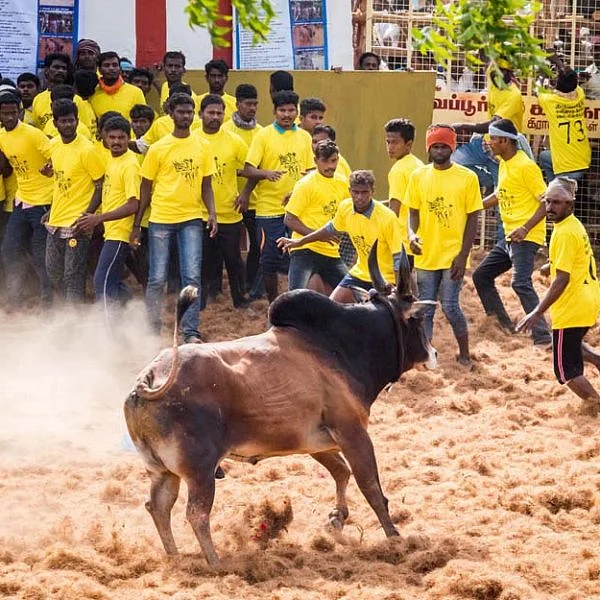 ஜல்லிக்கட்டு