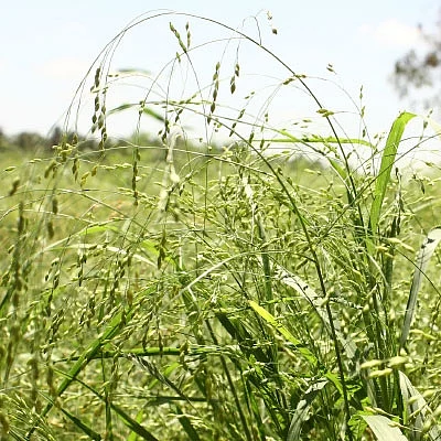 மானாவாரியில் பனிவரகு...