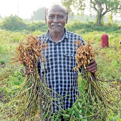 நிச்சய வருமானம் கொடுக்கும் நிலக்கடலை!.