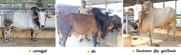 குறைந்த பராமரிப்பில் அதிக வருமானம்... ஒப்பில்லாத ஓங்கோல் மாடுகள்!