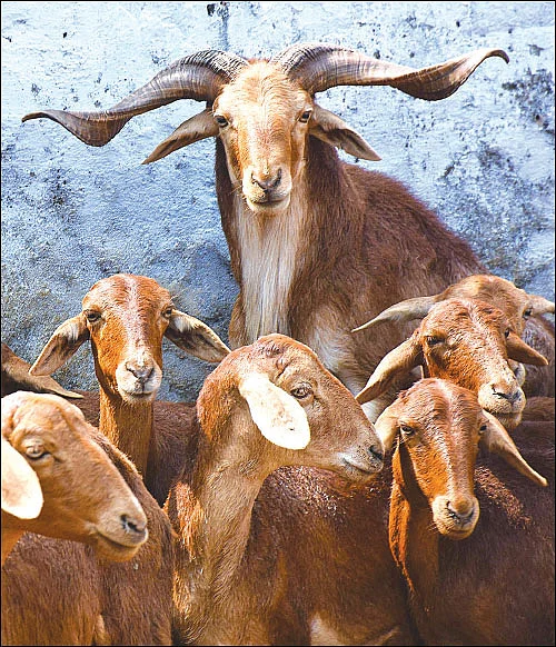 தண்டோரா