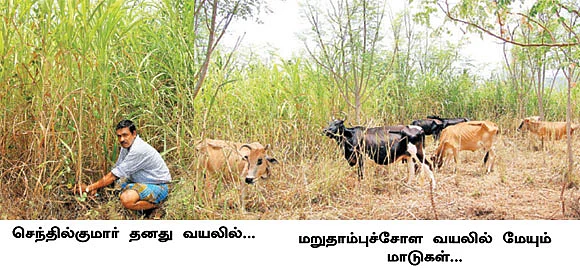 வறட்சியிலும் வளமை காட்டும் மறுதாம்புச்சோளம் !