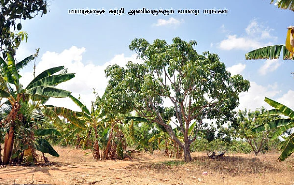 இயற்கை முறையில் இமாம்பசந்த்!