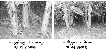 அதிக மகசூல் தரும் அடர்நடவு!
