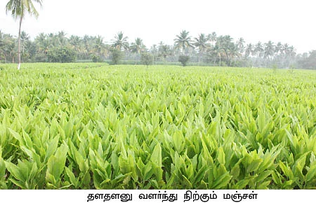 மஞ்சள் மகிமை!