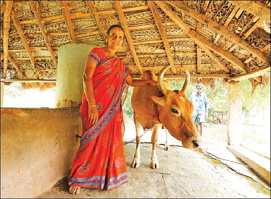 ஏக்கருக்கு ரூ. 99,000... நம்மாழ்வார் கற்றுக்கொடுத்த நல்ல சாகுபடி!