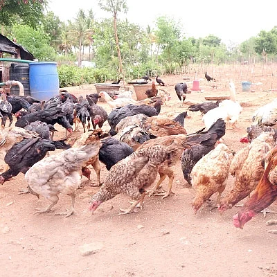 ஆரம்ப முதலீடு 550 ரூபாய்... ஆண்டு லாபம் 5 லட்ச ரூபாய்!