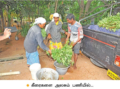 12 ஏக்கரில் 17 லட்சம் வருமானம்...